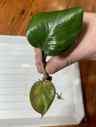 Rare Variegated Philodendron White Knight,  Not Monstera