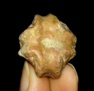 Rare Blastoid Fossil,  Deltoblastus Timorensis From Timor,  22mm