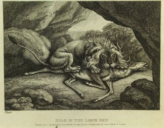 Antique C.  1808 B&w Engraving " Stag In Lion 