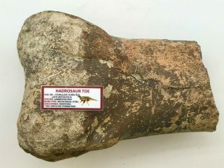Huge Rare Ancient Hadrosaur Toe Bone - 83/70 Myo - Two Medicine - Metatarsal