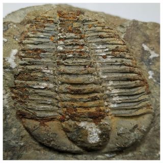 T110 - Top Rare Great 2 Inch Conocoryphe Sp Early Cambrian Trilobite