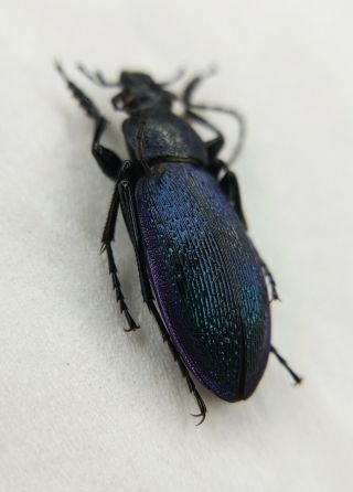 Carabidae,  Carabus Sp,  Rare,  A1,  China