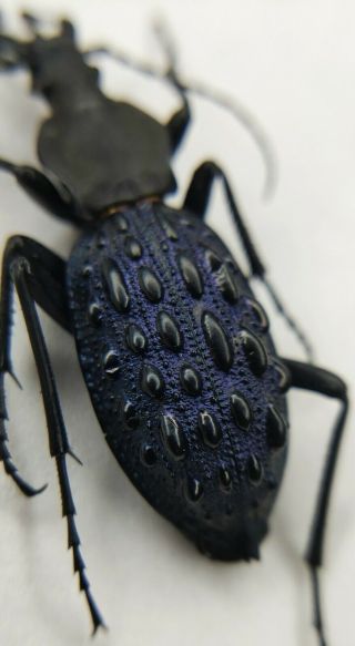 Carabidae,  Carabus Sp,  Rare,  Sichuan,  A -,  China