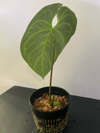Anthurium regale Medium,  Rare Exotic Plant 2