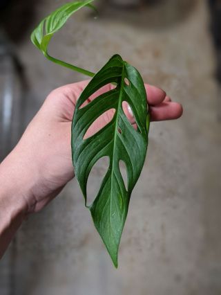 Monstera Adansonii Noid Top Cutting Rare Wet Stick Node Not Philodendron
