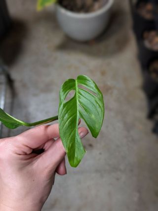 Monstera Adansonii NOID Top Cutting Rare Wet Stick Node Not Philodendron 2