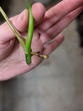 Monstera Adansonii NOID Top Cutting Rare Wet Stick Node Not Philodendron 3