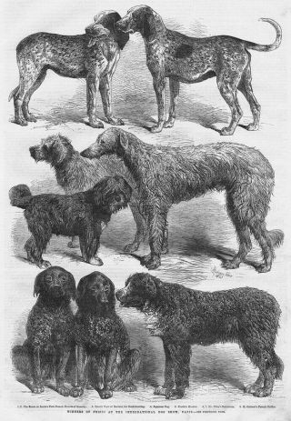 Paris Winners At The International Dog Show - Antique Print 1863