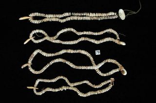 4 Vintage Cowrie Shell & Dog Tooth Money Necklaces Guinea.  Perry Coll 79