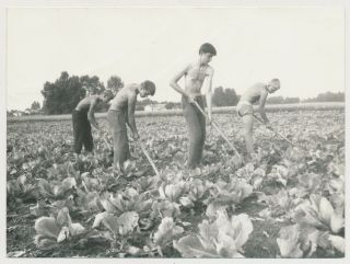 Shirtless Farming Men In Field Vtg 50 