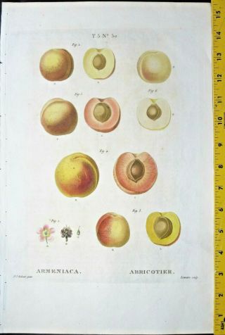 Redoute P.  J.  Apricots,  Armeniaca,  Color - Printed Engraving,  C.  1810 50