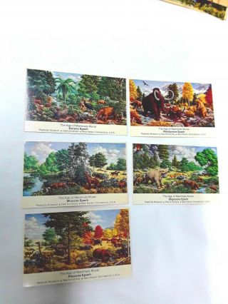Rare Vintage Prehistoric Animal Postcards From The Peabody Museum