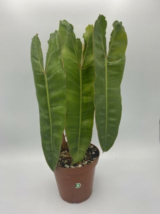 Philodendron Billietiae Rooted In 4” Pot (rare Aroid) - Usps Insured (medium) (d)