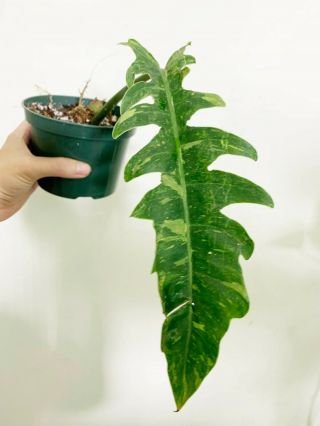 Philodendron Ring Of Fire - Rooted Cutting Big Size Rare Variegated Aroid
