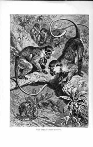 Old Antique Print West African Green Monkeys Natural History 1893 - 94