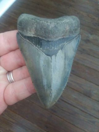 4 3/8  Megalodon Shark Tooth Rare Fossil Museum Quality.  A Great Christmas Gift
