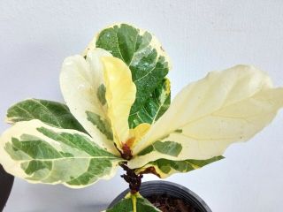 White Fiddle Fig Leaf Variegated,  Ficus Lyrata Rare& Beauty Variegated