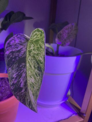 Philodendron Giganteum Variegated Aroid Rare