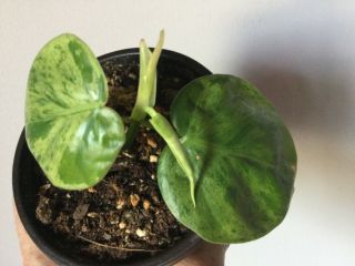 Rare Variegated Heartleaf Philodendron Hederaceum