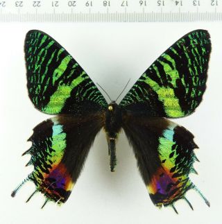 , Entomology,  Butterfly: Urania Croesus Male Tanzania,  Rare