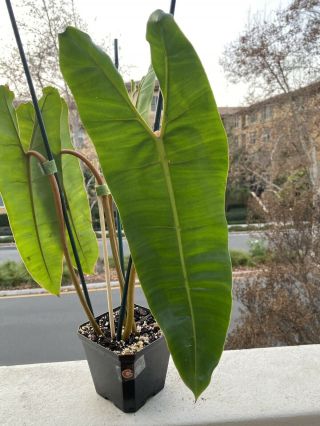 Philodendron Billietiae Rooted In 4” Pot (rare Aroid) - Usps Insured (c)