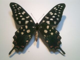 Real Insect/butterfly Set/spread B6800 Rare Male Papilio Antenor Red Spots