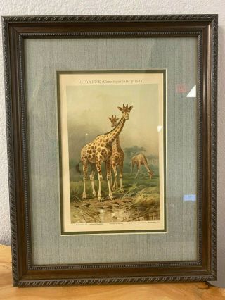 Vintage " Giraffe " Animal Art Print Framed