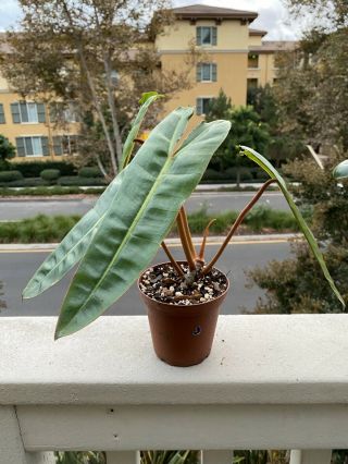 Philodendron Billietiae Rooted In 4” Pot (rare Aroid) - Usps Insured (medium) (j)