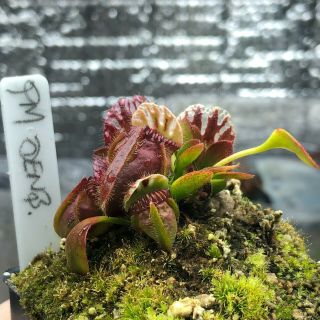 Cephalotus Follicularis “phil Mann,  Denbarker” Rare Location Carnivorous Plant