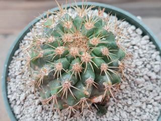 Copiapoa Cinerea Gigantea Spp.  Tenebrosa Rare Type On Roots Pot 8 Cm Cactus