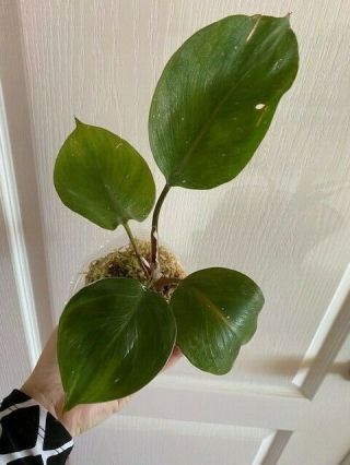 Rare Philodendron White Knight Full Rooted Plant