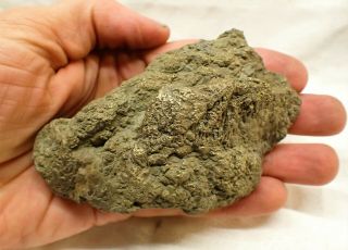 Rare large golden pyrite partial fish fossil Jurassic Coast Charmouth Furo curio 2