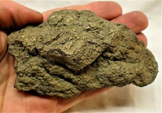 Rare large golden pyrite partial fish fossil Jurassic Coast Charmouth Furo curio 3