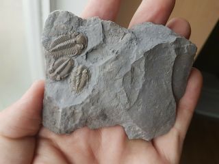Trilobite Greenops Widderensis Triple Devonian,  Ontario Canada Rare Fossil Group