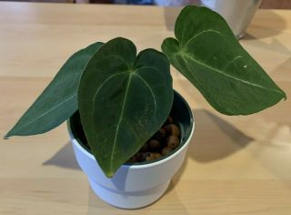 Rare Anthurium Ace Of Spades Rooted Aroids Tropical Indoor Plant
