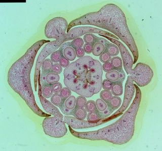 Antique Microscope Slide By Watson.  " Section Through Bud Of Lily ".
