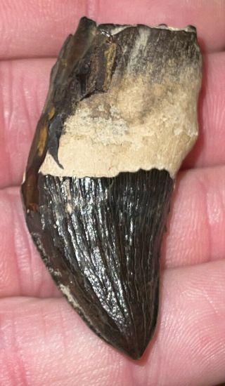 An Ultra Rare Rooted Allosaurus Fragilis Fossilized Tooth.  0.  99