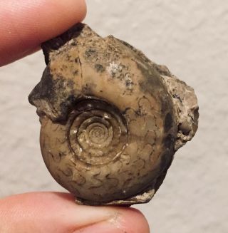 Rare Russia Ammonite Fossil Eothinites Kargalensis Permian Ammonite