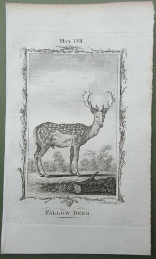 Fallow Deer Antique Print Copper Plate Engraving Buffon Natural History 1791