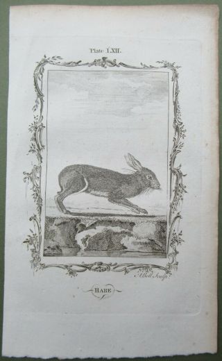 Hare Antique Print Copper Plate Engraving Animal Natural History Buffon 1791