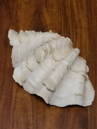 Vintage Large 8 " By 5 " 1 Pound Natural Clam Shell Seashell Tridacna Gigas Rare