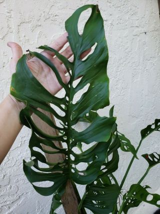 Monstera Adansonii Ssp.  Blanchetii Extremely Rare Cutting Plants With Roots