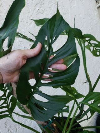 Monstera adansonii ssp.  Blanchetii Extremely Rare cutting plants with roots 2