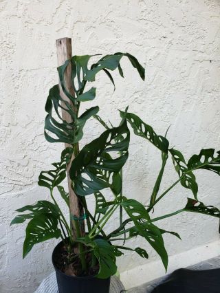 Monstera adansonii ssp.  Blanchetii Extremely Rare cutting plants with roots 3