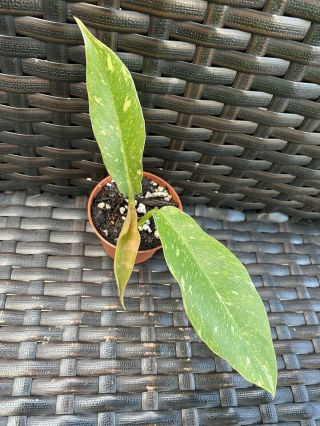 Philodendron Ring Of Fire Rare Highly Variegated Aroid Houseplant,  Fully Rooted