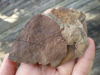 Hell Creek Montana Leaf Fossil Specimen Research Plant Material Antique Lf2