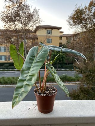 Philodendron Billietiae Rooted In 4” Pot (rare Aroid) - Usps Insured