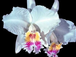 Rare Cattleya Orchids - C Lueddemanniana 