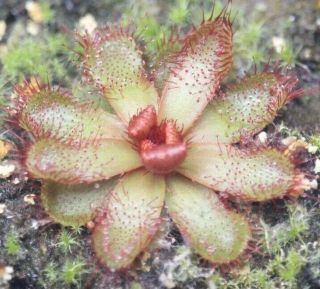 Rare Drosera Slackii Tropical Sundew Carnivorous Plant