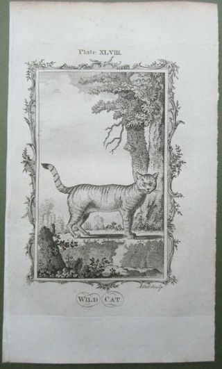 Wild Cat Antique Print Copper Plate Engraving Feline Natural History Buffon 1791